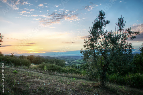 Olives at sundown, Montespertoli, administrative region of Florence © elliottcb