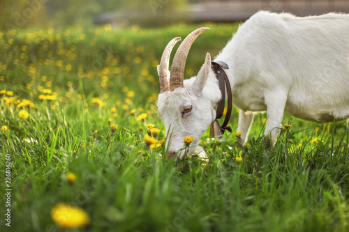 Female  goat grazing on meadow with grass and dandelions, detail on head with pointed horns.