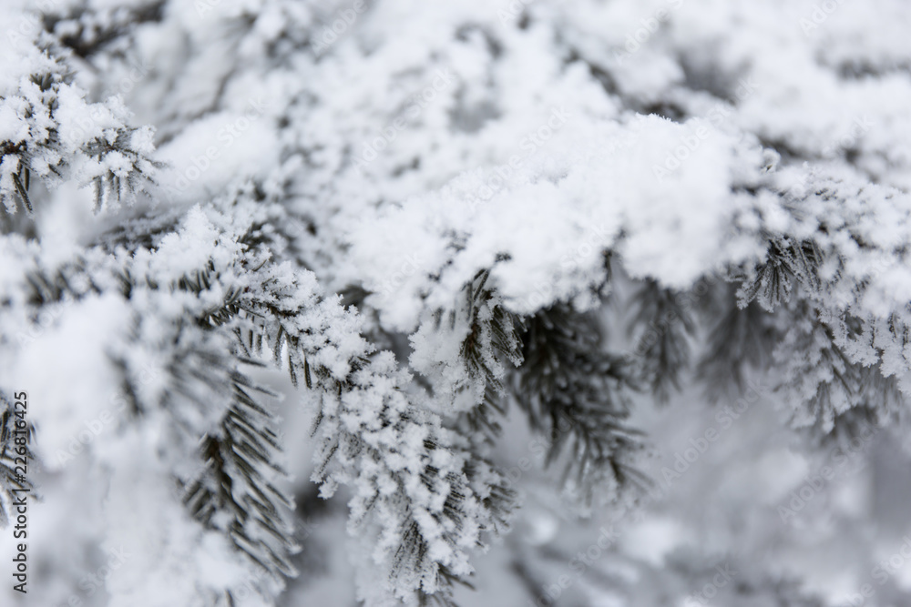 Snow-cowered fir branches. Winter blur background. Frost tree