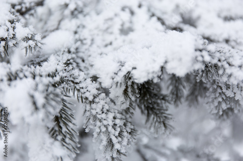 Snow-cowered fir branches. Winter blur background. Frost tree © anya babii