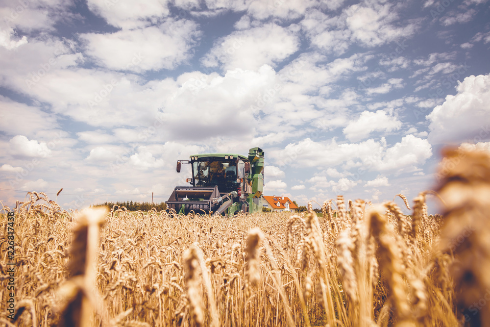 Fototapeta premium Combine harvesters Agricultural machinery. The machine for harvesting grain crops.