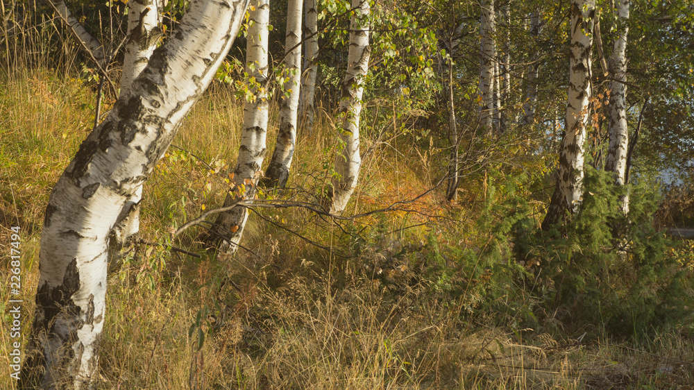 Fototapeta premium Autumn Trees