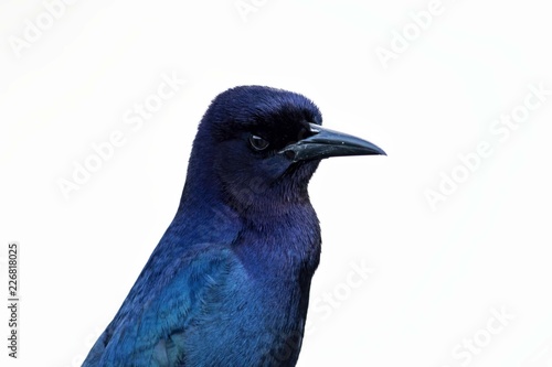Boat-tailed Grackle against white background