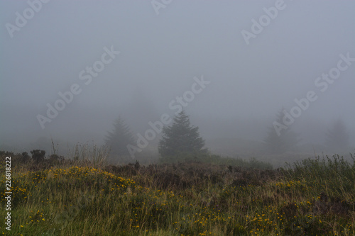 Irish Mist on Trees