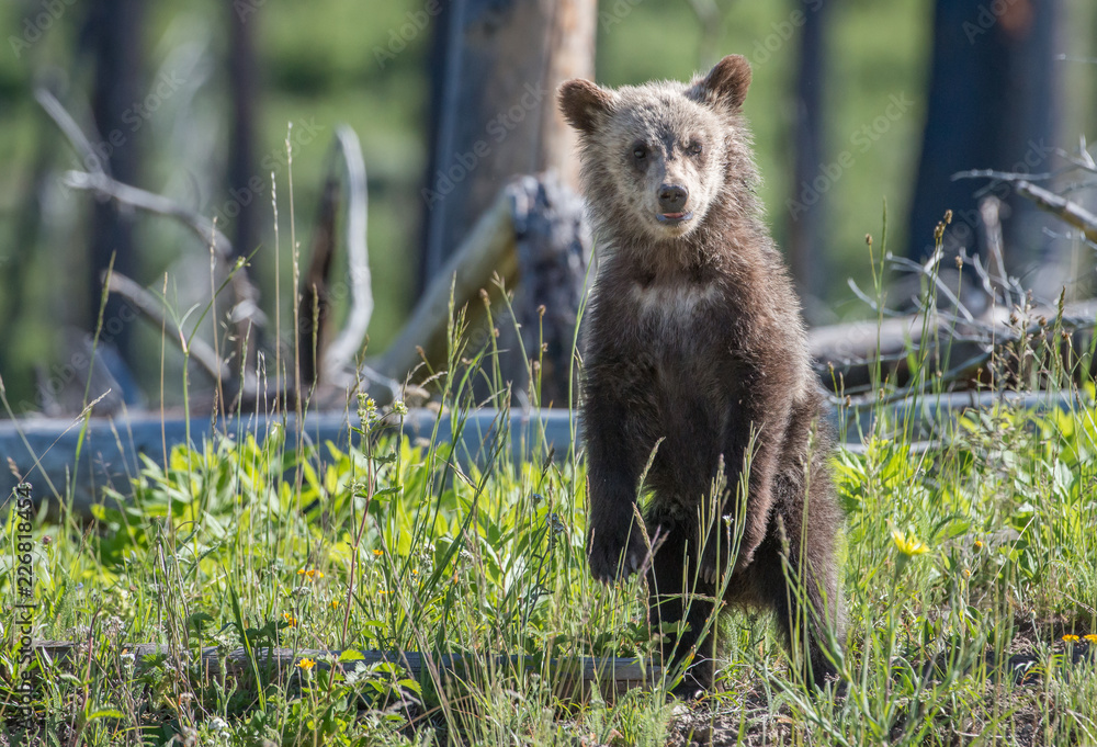 Fototapeta premium Grizzly bears