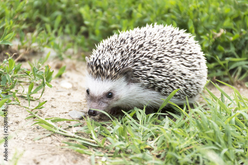 hedgehog in the nature