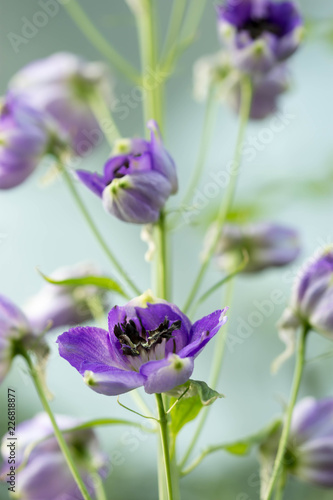 Purple tulips with green background