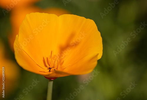 Californian Poppy