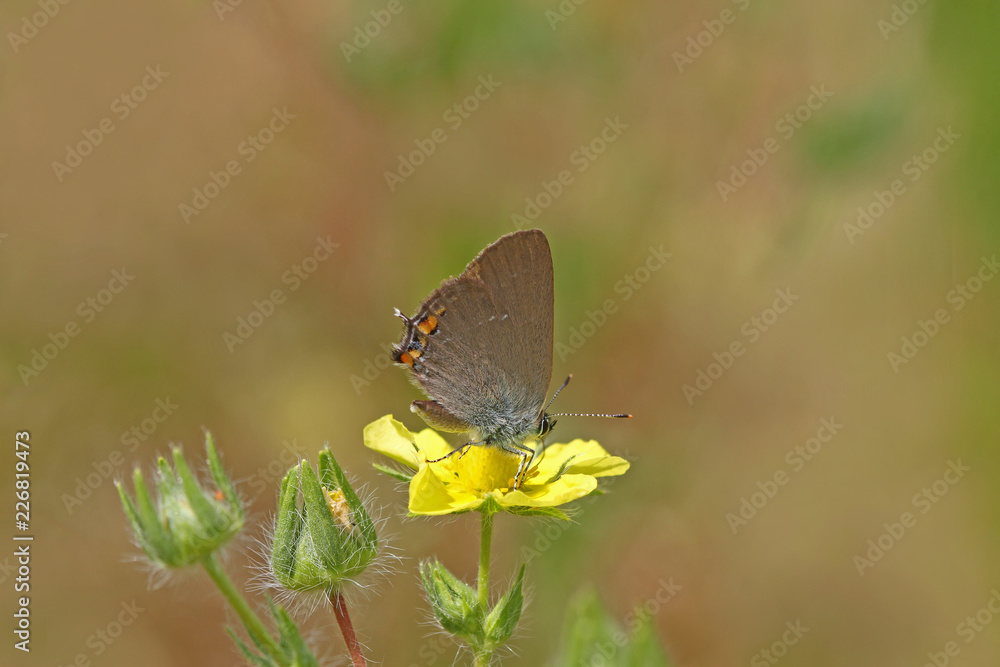 minik sevbeni kelebeği ; Satyrium acaciae butterfly minik sevbeni kelebeği ; Satyrium acaciae butterfly