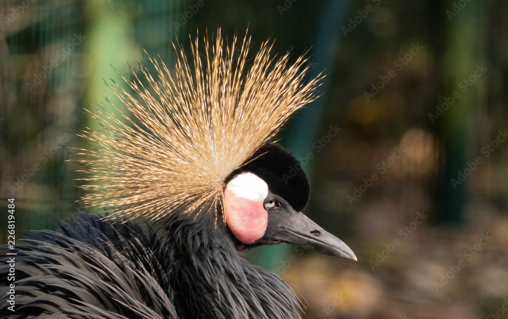 Fototapeta premium Black Crowned Crane