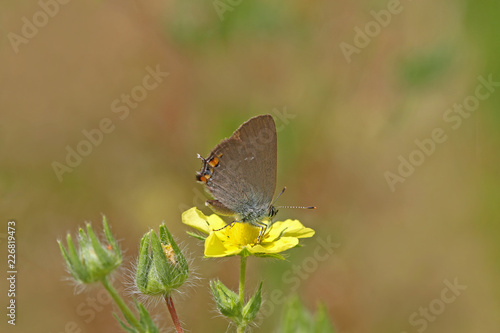 minik sevbeni kelebeği   Satyrium acaciae butterfly © mylasa