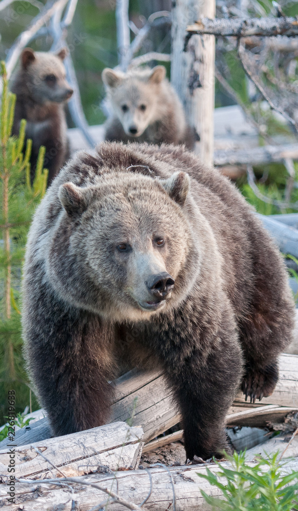 Grizzly bears Grizzly bears