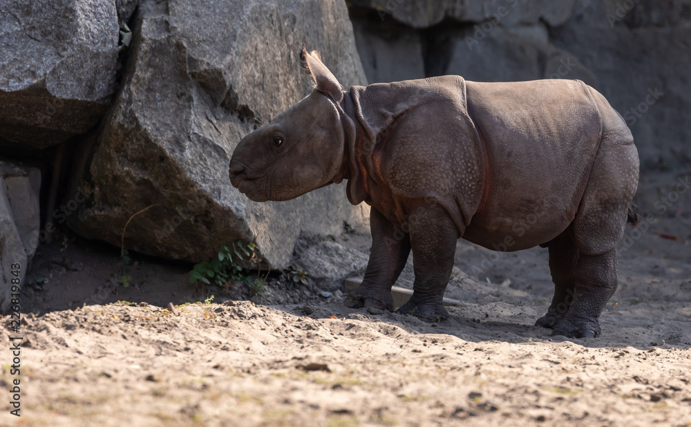 Fototapeta premium Baby Rhino