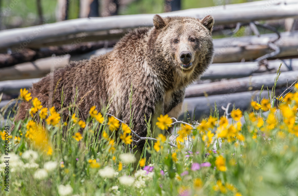 Fototapeta premium Grizzly bears