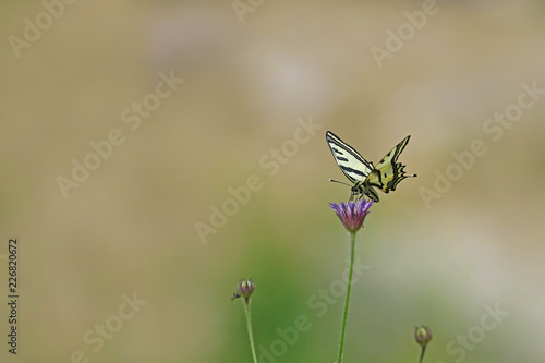 Kaplan kırlangıç kuyruk kelebeği ; Papilio alexanor butterfly
