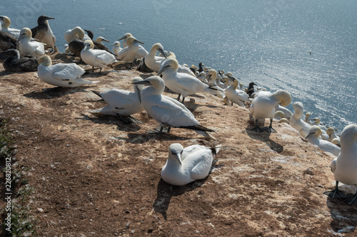 Basstölpel auf der Insel Helgoland