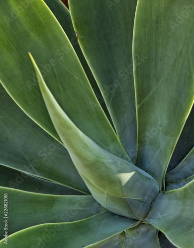 Succulent Agave Nova attentuata on display