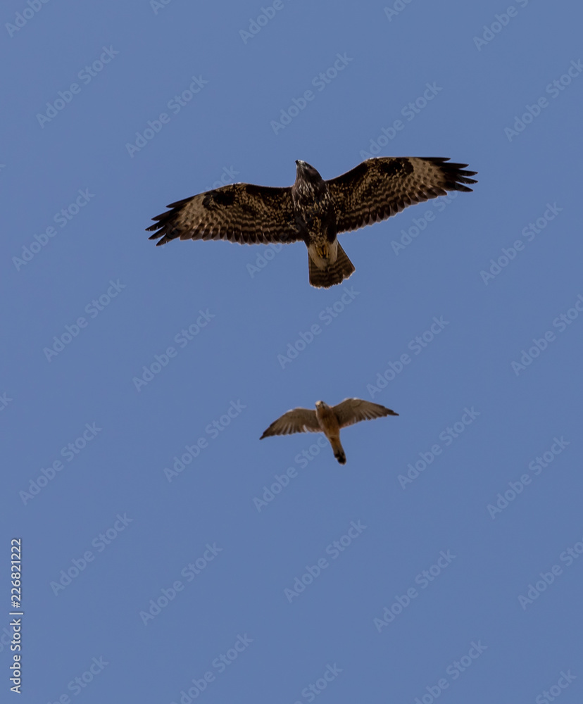 Fototapeta premium Buzzard being harassed by a smaller Kestrel