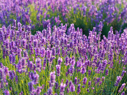 Lavender bushes closeup on sunset. Sunset gleam over purple flowers of lavender. © mdyn