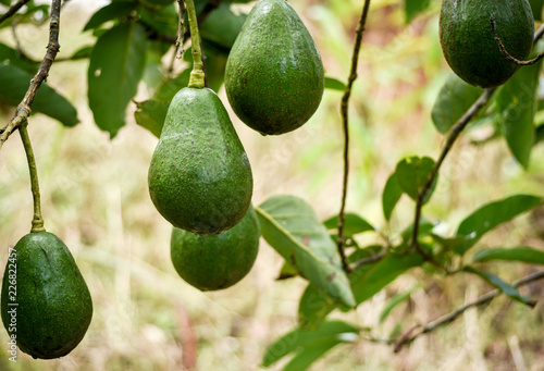 Avocado fruits on the tree almost good for harvesting. Fresh organic avocados in farm.