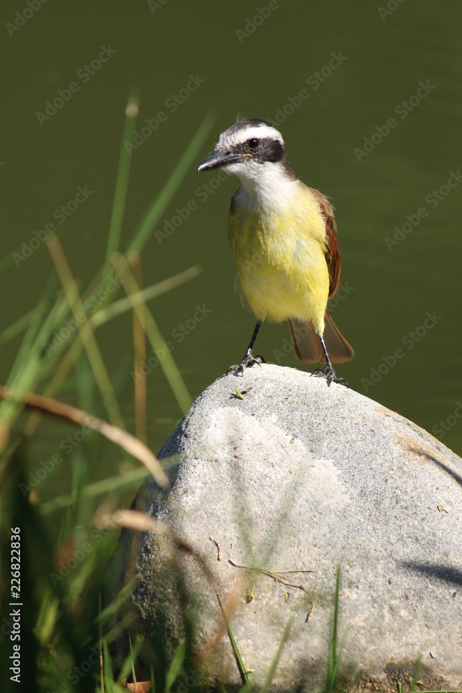 Fototapeta premium Ave canarinho