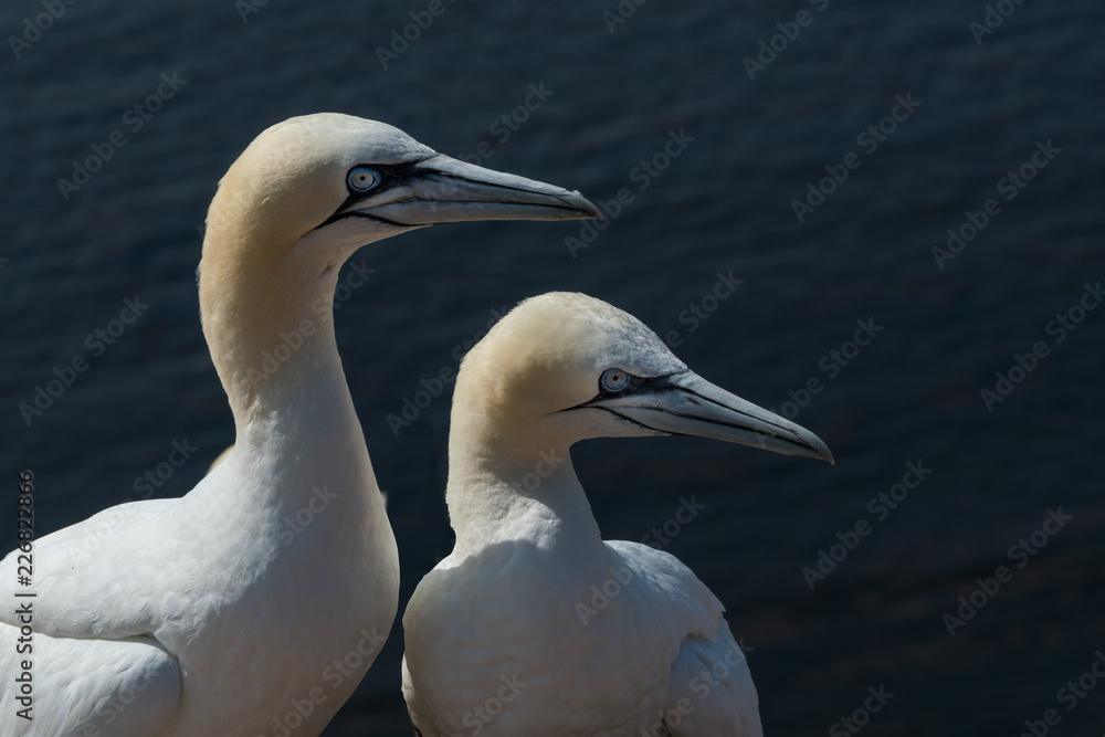 Basstölpel auf der Insel Helgoland Basstölpel auf der Insel Helgoland