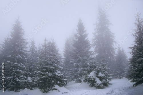 Snowy forest in a fog. Karpaty mountains in winter.