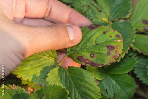 Фотография diseases of the leaves of strawberries
