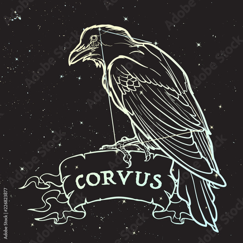 Constellation of Corvus. Black Raven sitting on a banner with a sign. Accurate line drawing isolated on black night sky background with stars. EPS10 vector illustration