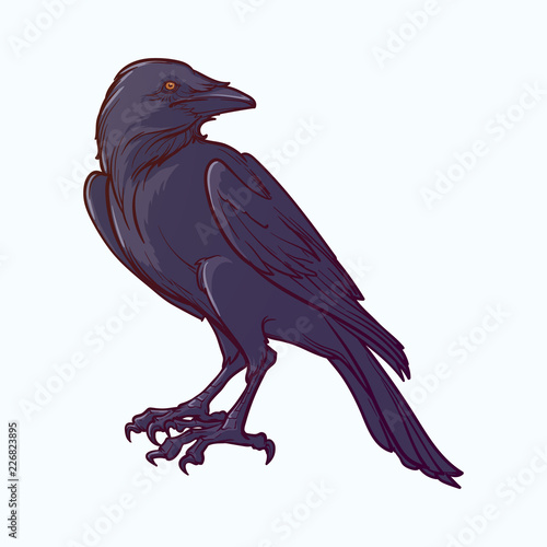 Black Raven sitting. Accurate line drawing paited and shaded. isolated on white background. Halloween design element. EPS10 vector illustration