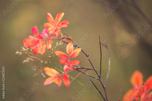 Fall background with bright red leaves of a dogrose on branches. Image of amazing Golden autumn.
