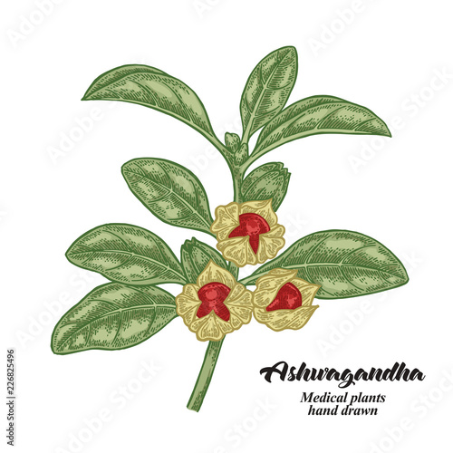 Hand drawn Ashwagandha isolated on white background. Medicinal plant. Vector color illustration.