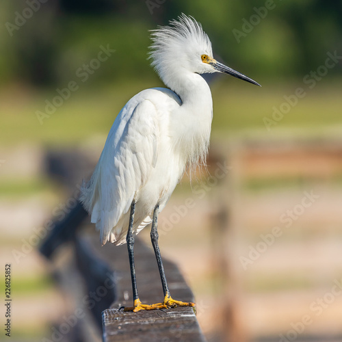 Snowy egret on rail