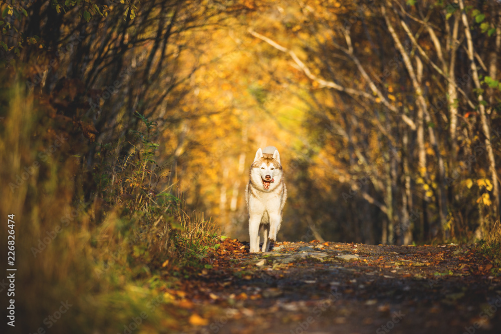 Image of funny and happy dog breed Siberian husky running on the path in the bright golden autumn forest