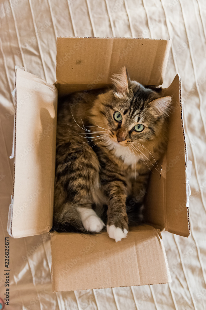 Cat sitting in a cardboard box
