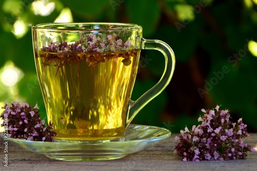 A сup of fragrant tea with fresh oregano on the background of the garden.