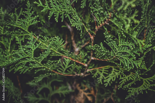 coniferous tree thuja