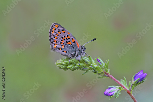 Çiçek üzerinde akdeniz gelinciği ; Tomares nesimachus butterfly 