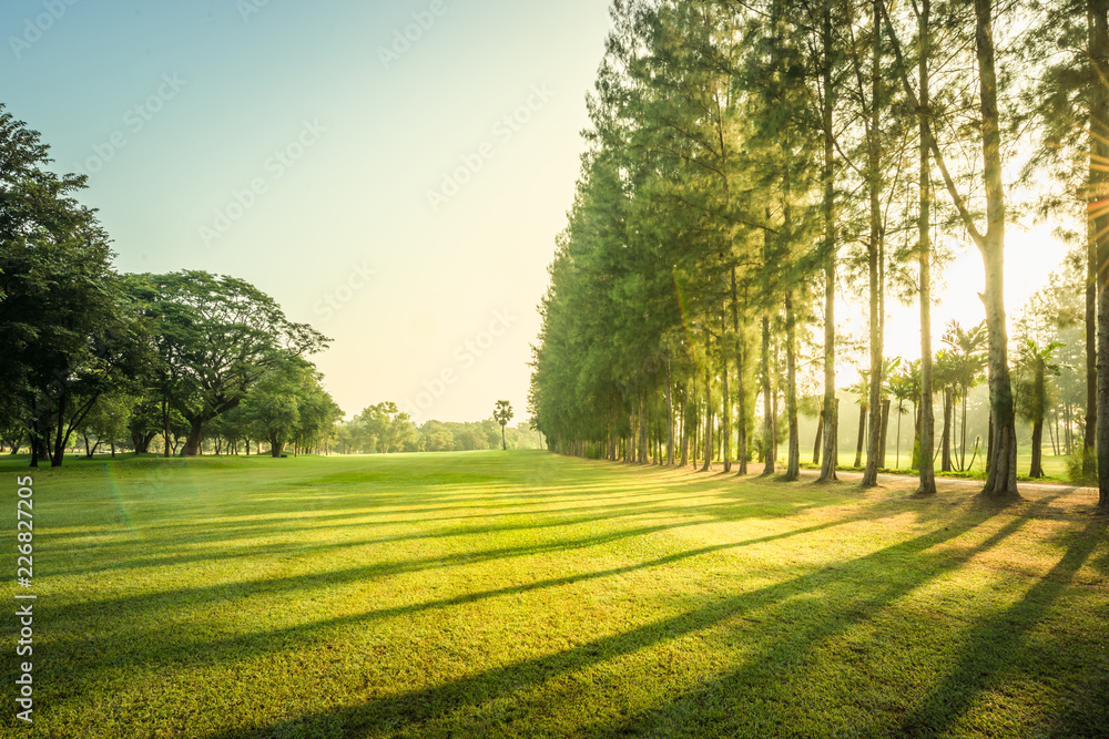 Obraz premium Scenery green golf and meadow with sunbeam in morning, Wonderful sunbeam at the natural park, Scenery fairway with trees and green grass field