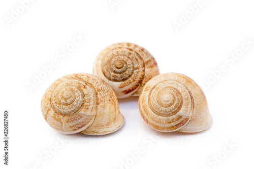  Exotic sea snail isolated on white background