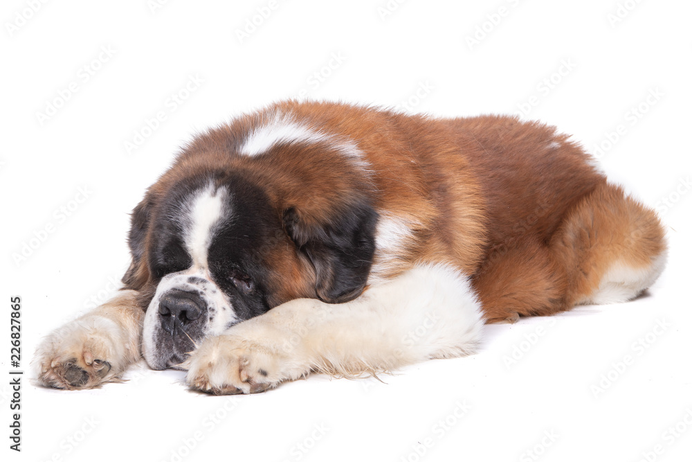 Studio shot of an adorable St. Bernhardshund - Bernhardiner sleeping on white background Studio shot of an adorable St. Bernhardshund - Bernhardiner sleeping on white background
