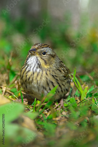 Littls Bird