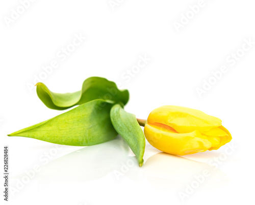 Fototapeta Naklejka Na Ścianę i Meble -  yellow tulip isolated