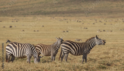 Zebras grazing in the savanna