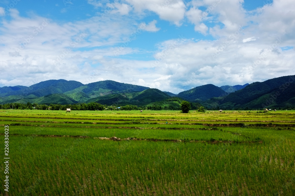 rice fields with hills and mountains in the background