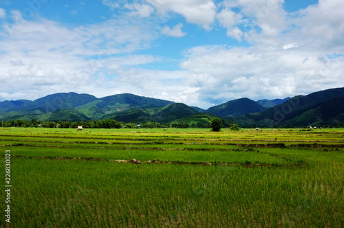 rice fields with hills and mountains in the background