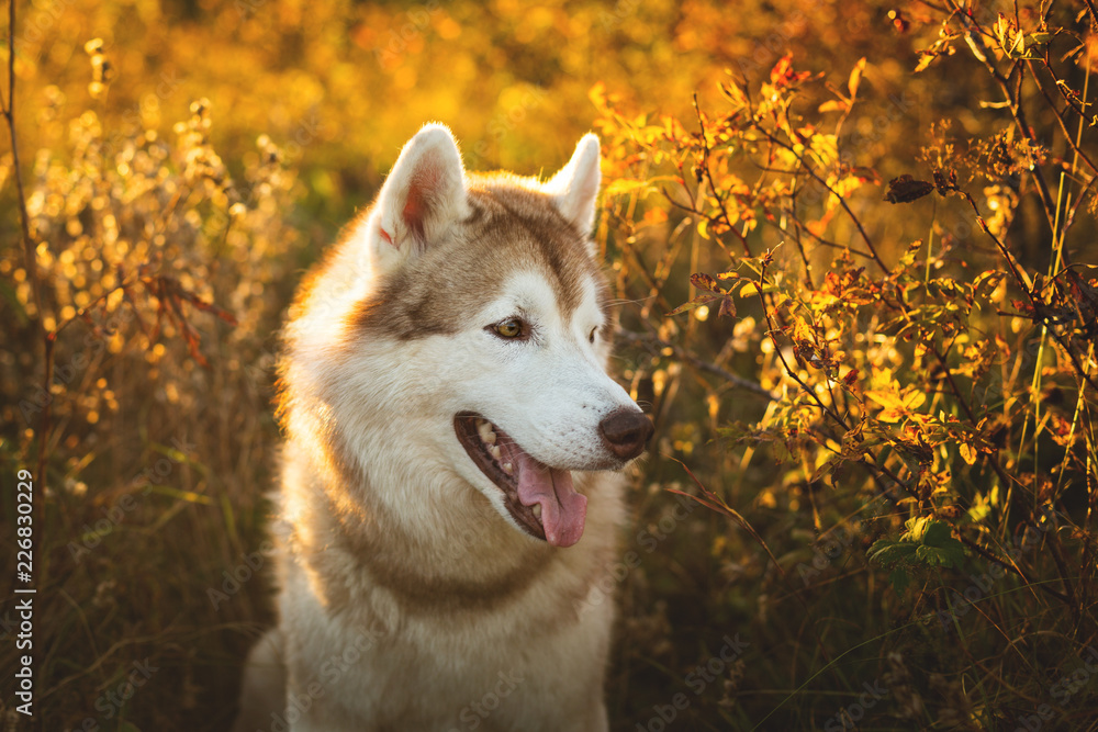 Obraz premium Close-up Portrait of gorgeous Beige and white Siberian Husky dog sitting in the forest at golden sunset in autumn