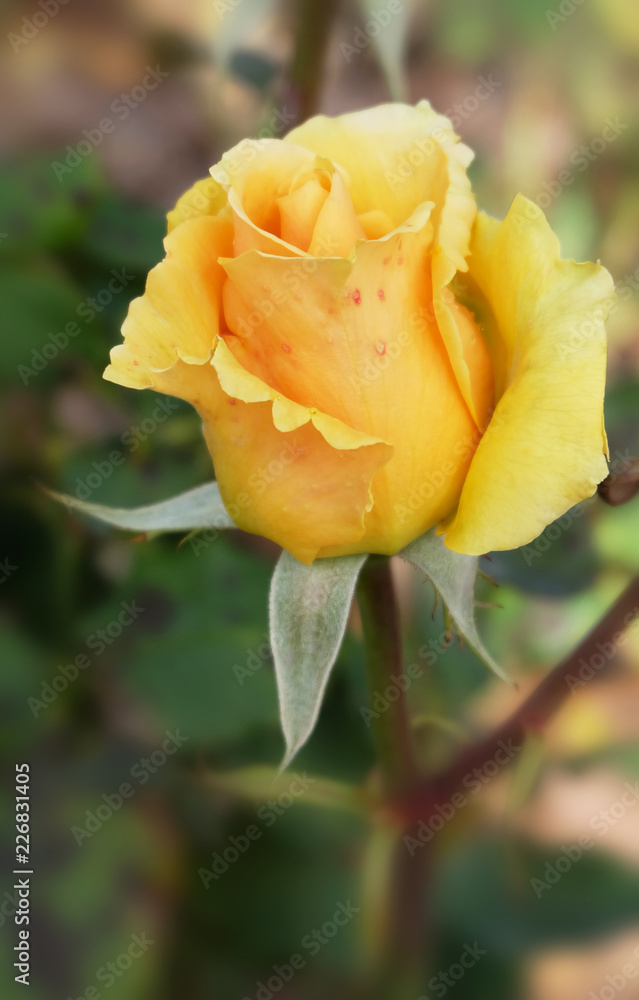 Beautiful yellow rose in the garden in autumn. Beautiful yellow rose in the garden in autumn.