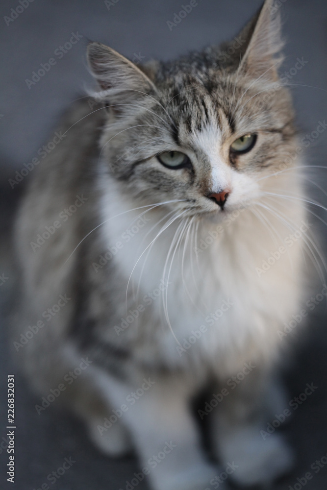 portrait of a cat portrait of a cat