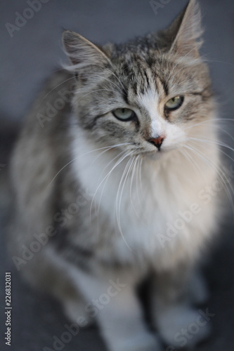 Fototapeta Naklejka Na Ścianę i Meble -  portrait of a cat